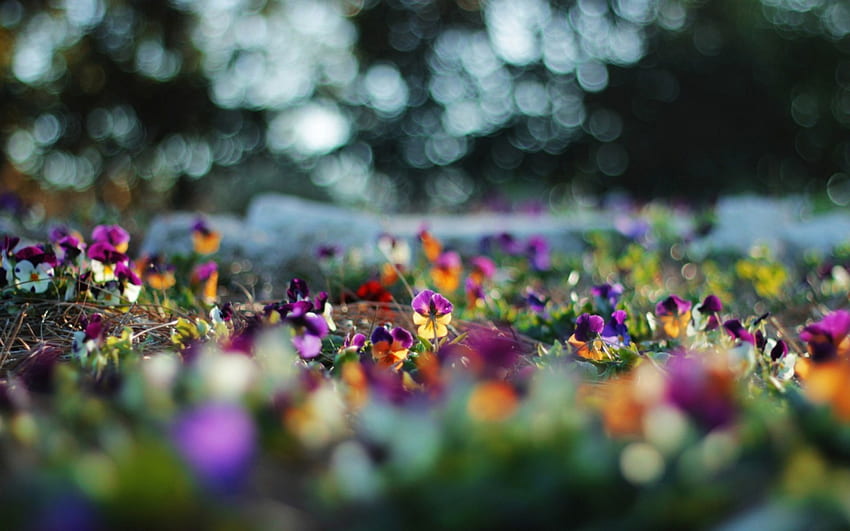 Pansy, banci, bidang, bunga, alam, bunga Wallpaper HD