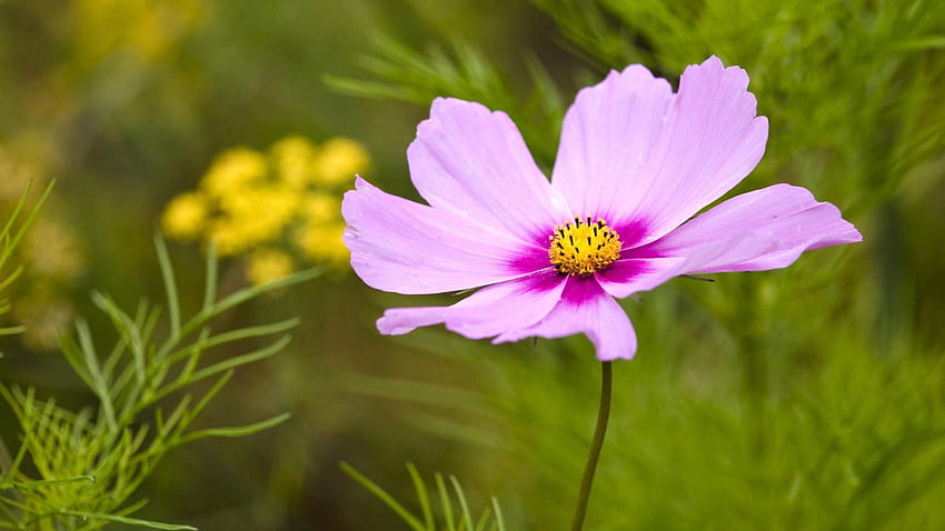 kosmos ogrodowy, aster meksykański Cosmos bipinnatus, pojedynczy kwiat, Irlandia, Clarens. Piękne kwiaty, Piękne kwiaty, Kwiat, Rodzime kwiaty Tapeta HD
