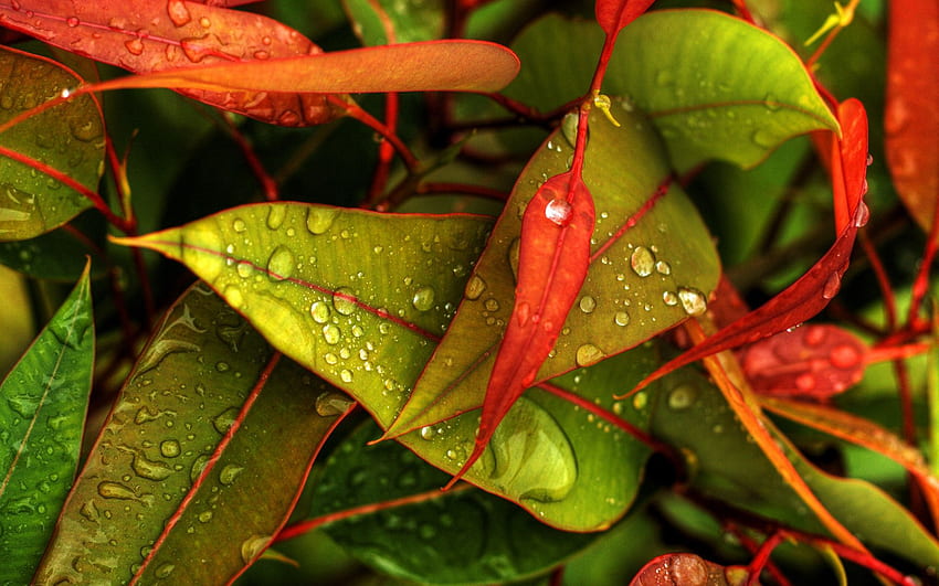 naturaleza, otoño, hojas, gotas, follaje, caído fondo de pantalla