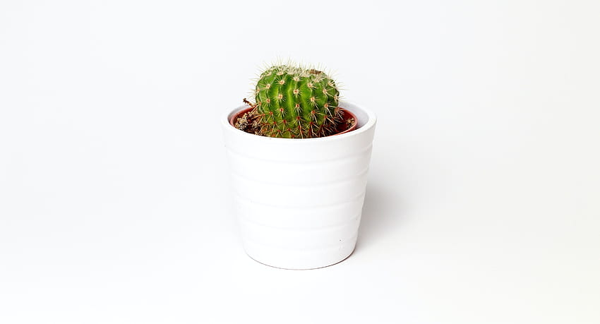 Green Cactus Potted Plant on White Ceramic Pot · Stock HD wallpaper