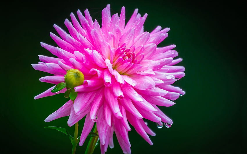 Dahlie, Tropfen, Wassertropfen, rosa, Blume, rosa Dahlie, rosa Blume, rosa Dahlien, Natur, Blumen, rosa Blumen HD-Hintergrundbild