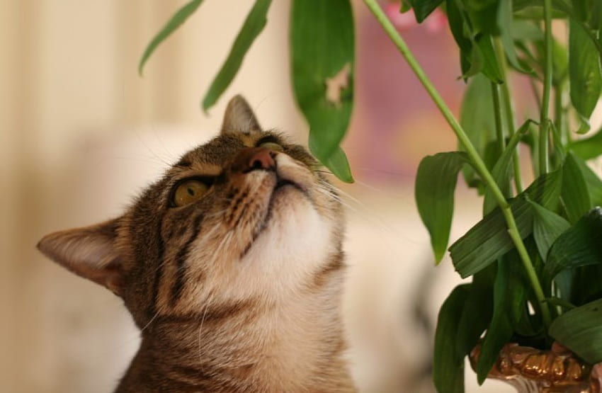 Darf ich darauf klettern, Katze, Topfpflanze? HD-Hintergrundbild