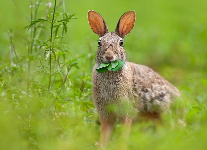 Spring hare, hare, grass, wild life, clover HD wallpaper