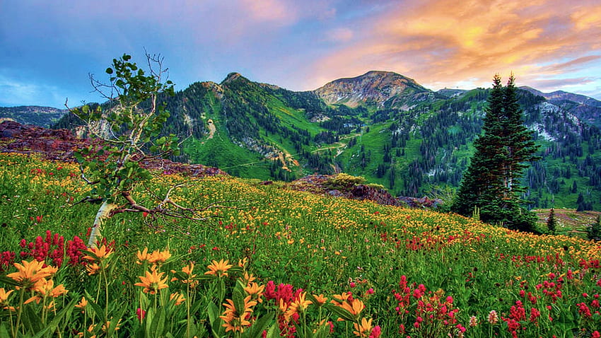 Mount Baldy Sunset and Wildflowers - Alta, Utah, blossoms, colors, clouds, meadow, flowers, sky, mountains, usa, landscape HD wallpaper