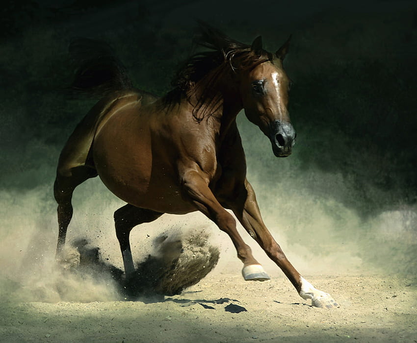 The Horse, night, art , horse, brown, running, field, nice HD wallpaper