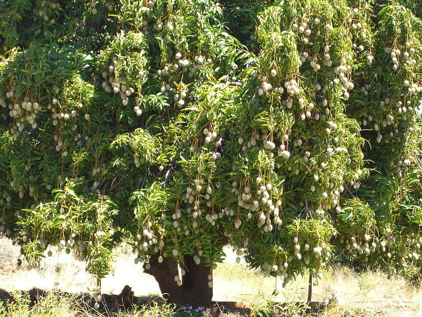 멋진 망고 나무 가득 (2048×1536). 망고나무, 망고나무, 꽃 심기 HD 월페이퍼