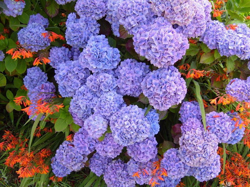 ЛИЛАВО-СИНЯ ХОРТЕНЗИЯ, синьо, лилаво, растение, цветя HD тапет
