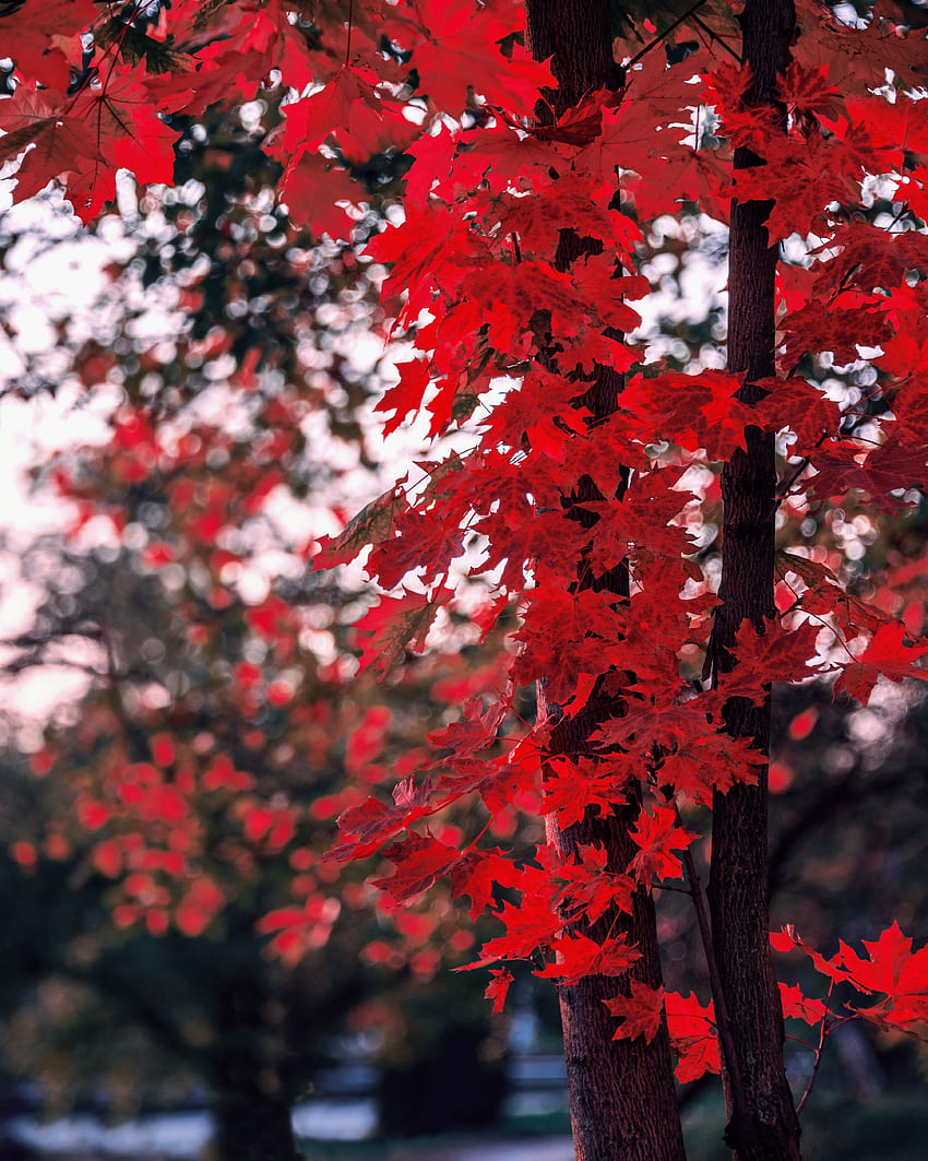 자연, 가을, 나뭇잎, 나무, 흐림 효과, 부드러운, 지점, 단풍나무 HD 전화 배경 화면