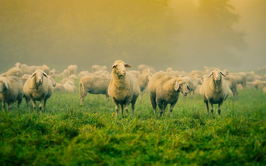 owce za. owce Tapeta HD
