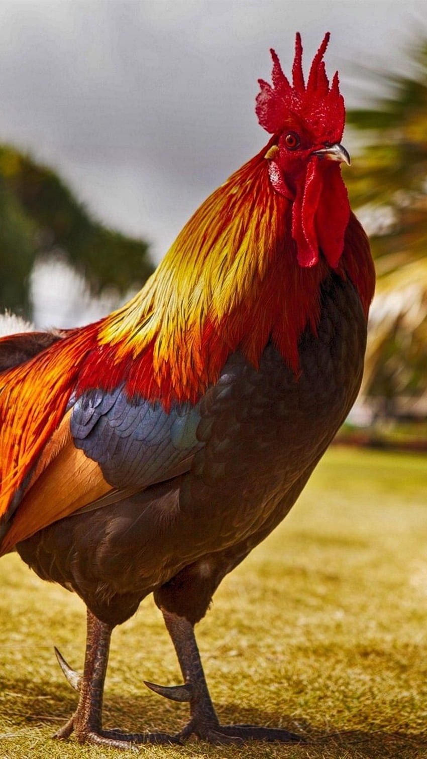 Free download Wallpaper Collections rooster wallpaper 800x560 for your  Desktop Mobile  Tablet  Explore 46 Rooster Wallpapers  Rooster  Wallpaper Vintage Rooster Wallpaper Red Rooster Wallpaper