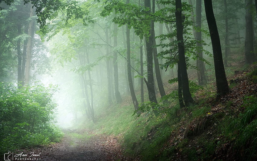 Misty Forest Path, névoa, árvores, floresta, caminho papel de parede HD