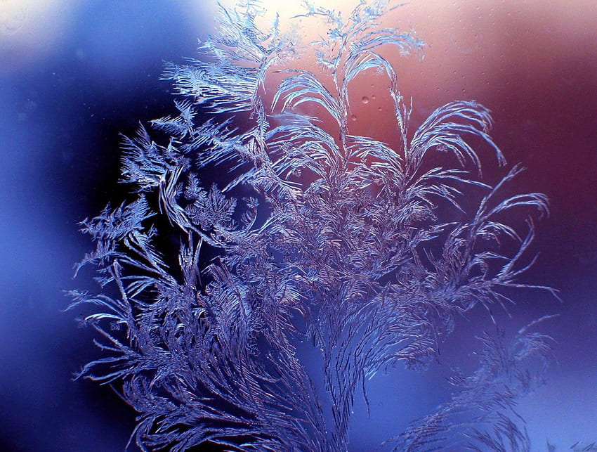 ICE FERN, Winter, Frost, zart, Kristalle, Grafik, Blumen, Eis HD-Hintergrundbild