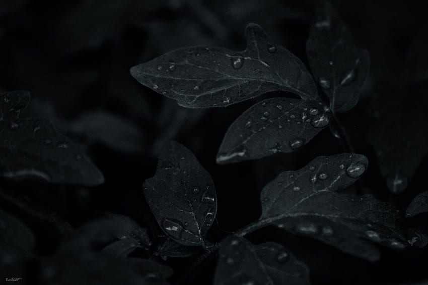 Great for iOS Dark Mode, Dark Leaves Aesthetic HD wallpaper | Pxfuel