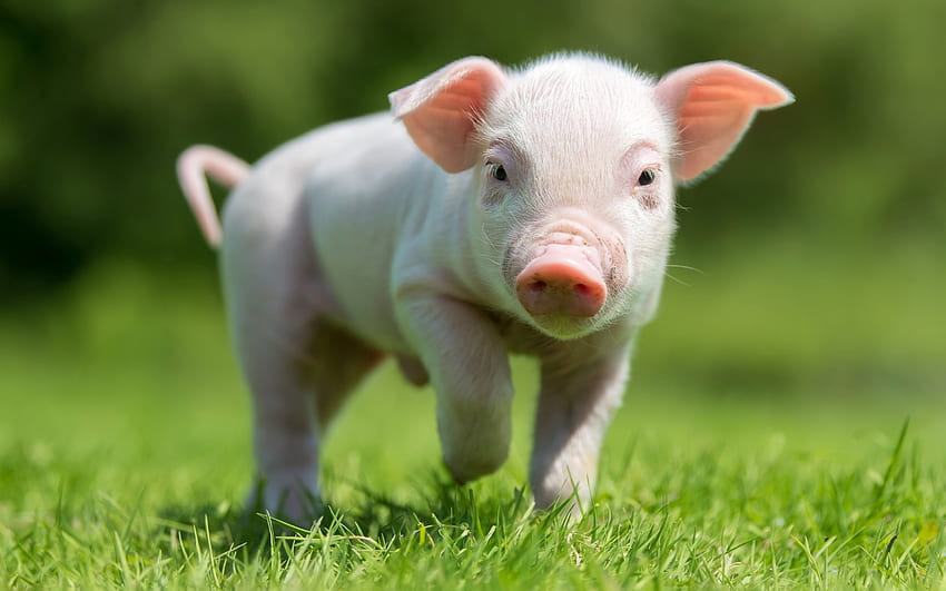 ピンクの子豚、緑の草、子豚、子豚、面白い動物、豚、農場 高画質の壁紙