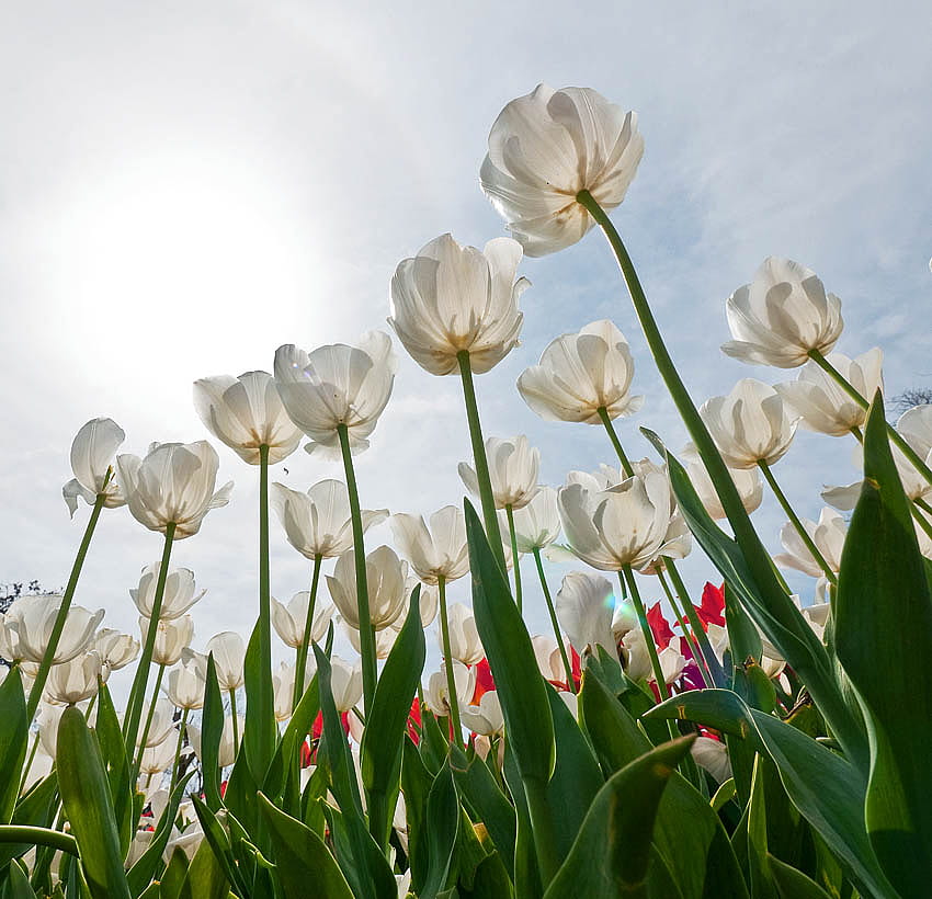 Tulip Istanbul, tulip, putih, istanbul, lale, festival, bunga, musim semi Wallpaper HD