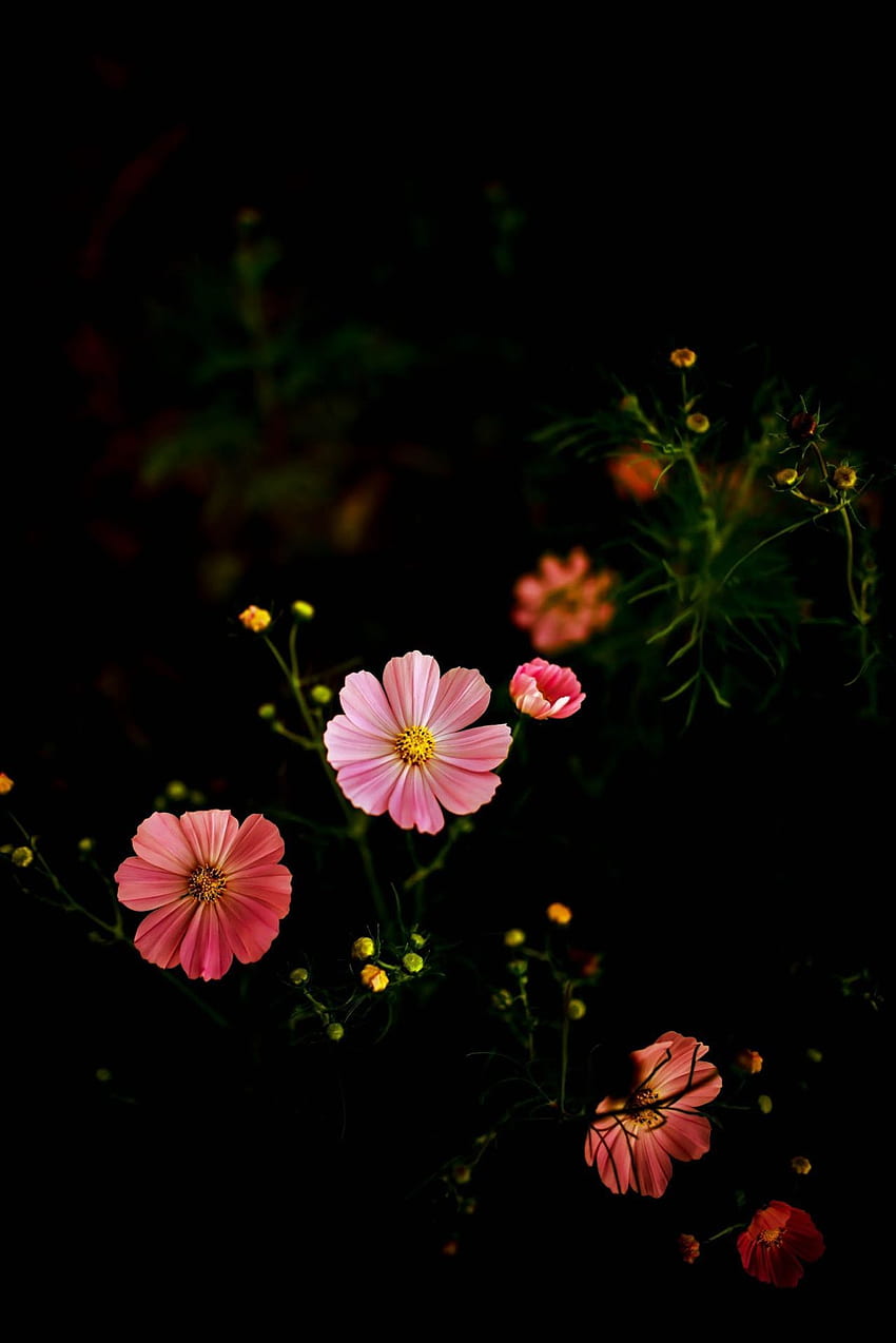 Anmut (volle Dinge). Blumengrafik, schöne Blumen, Grafik, Blumenthema HD-Handy-Hintergrundbild