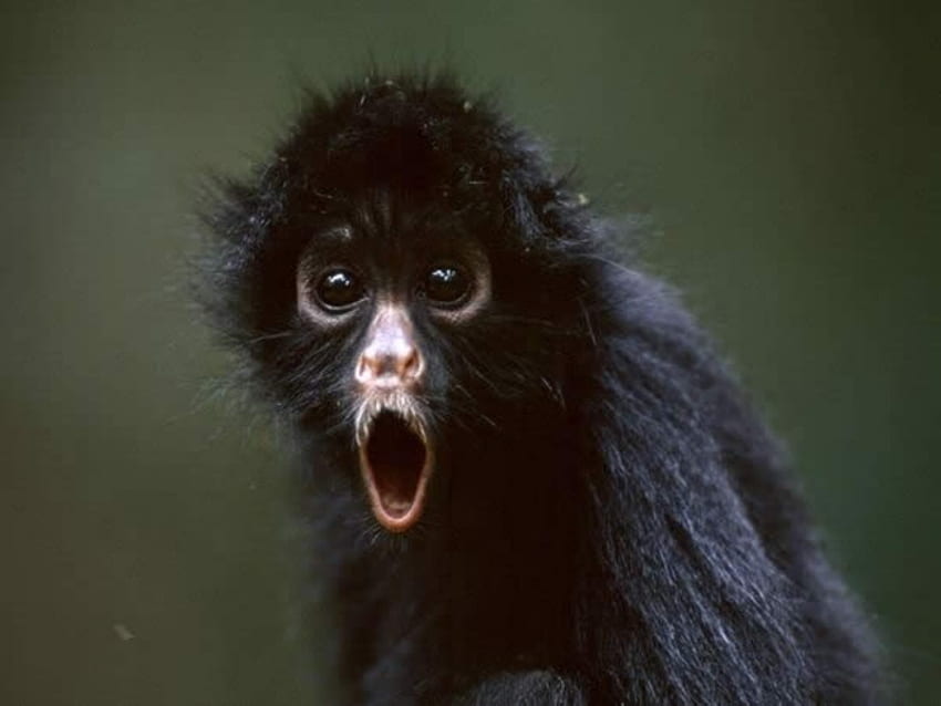 Blackfaced Spider Monkey ธรรมชาติ สีดำ ลิง ป่า วอลล์เปเปอร์ HD