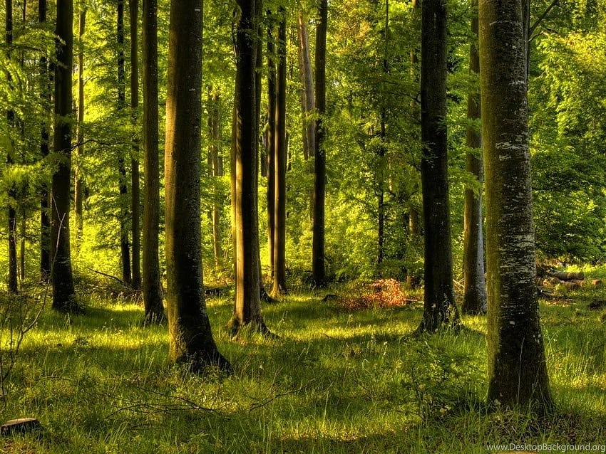 Verzauberter Wald Pix-Hintergrund, verzauberte Landschaft HD-Hintergrundbild