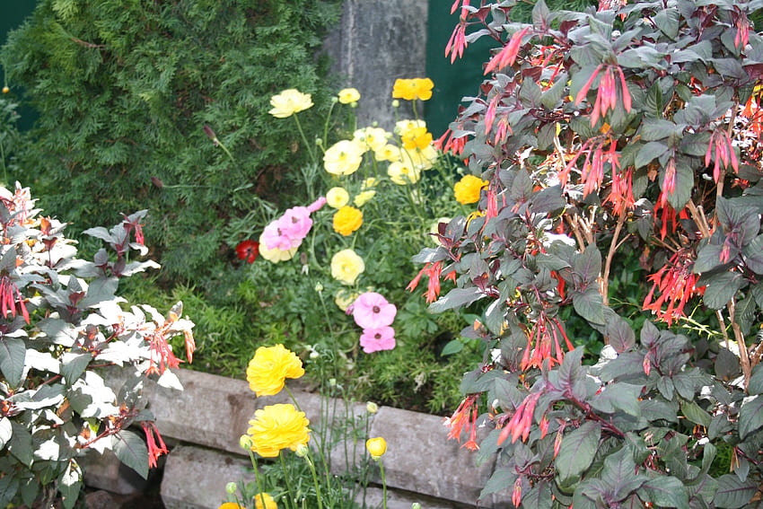 Красотата на цветята през пролетта 50, розово, графика, жълто, зелено, цветя, градина, оранжево HD тапет