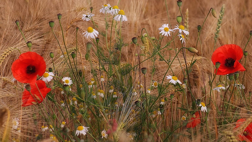 Wildblumen, Mohn, Blütenblätter, Kamille, Blüten HD-Hintergrundbild