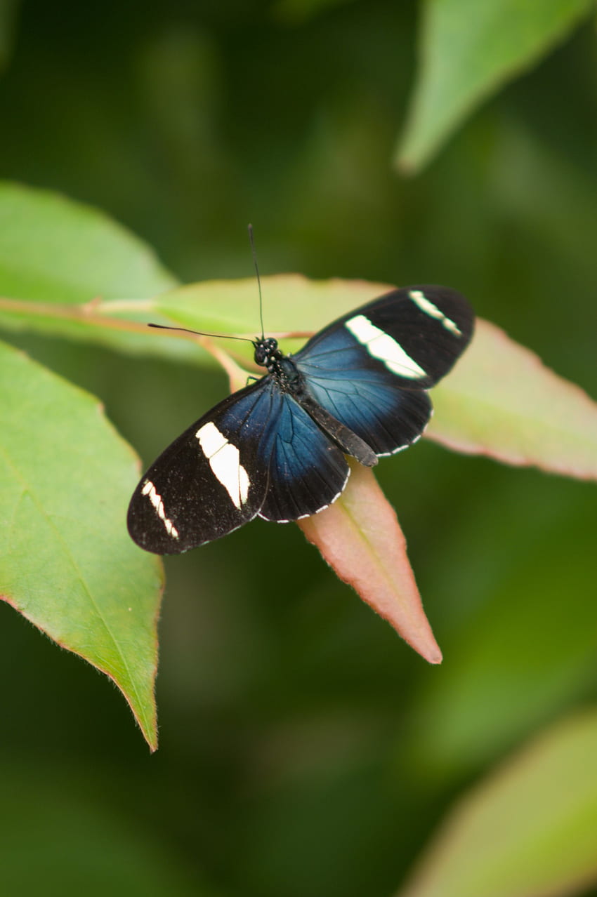 Small Blue Grecian Butterfly HD phone wallpaper