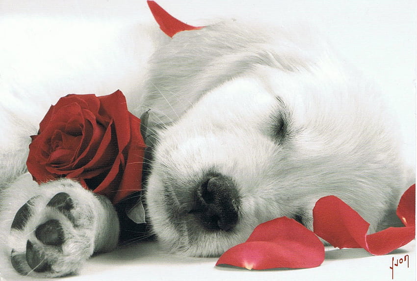 Waiting for you with a precious gift, golden, fresh white, patals, dogs, baby, sleeping, puppy, animals, love, pet, red rose, lovely, forever, retriever, sweetheart HD wallpaper