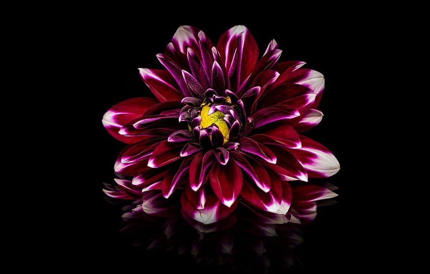 flower, reflection, black background, red, Dahlia, raspberry, Burgundy for , section цветы HD wallpaper