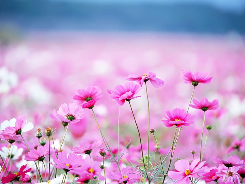 Пролетно розово цвете с висока разделителна способност и високо качество [] за вашия мобилен телефон и таблет. Разгледайте пролетното цвете. Пролет за, Пролет HD тапет