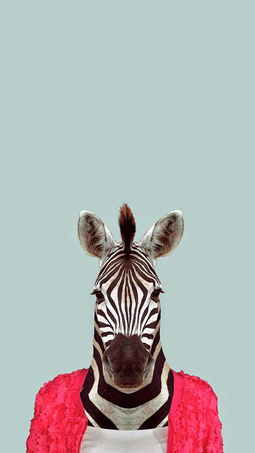 Zebra Funny Animal Portrait HD phone wallpaper