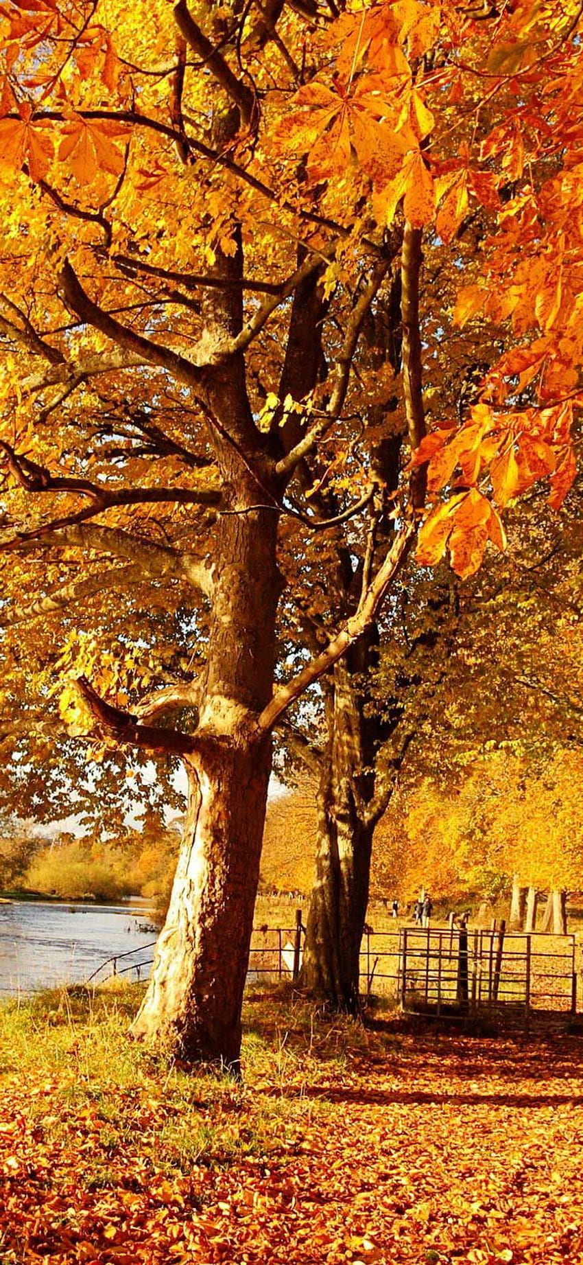 iPhone X Scotland autumn river fall in 2020. Autumn scenery, Autumn scenes, Best nature HD phone wallpaper