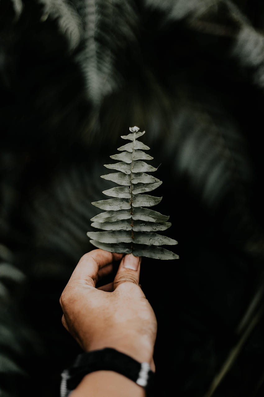 Leaf, Macro, Hand, , , Fern, Sheet HD phone wallpaper