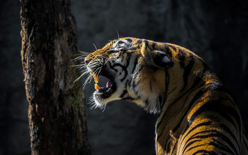 tigre, rugissement, animal sauvage , , ultra 16:10 , , fond, 4797, Tigre Fond d'écran HD