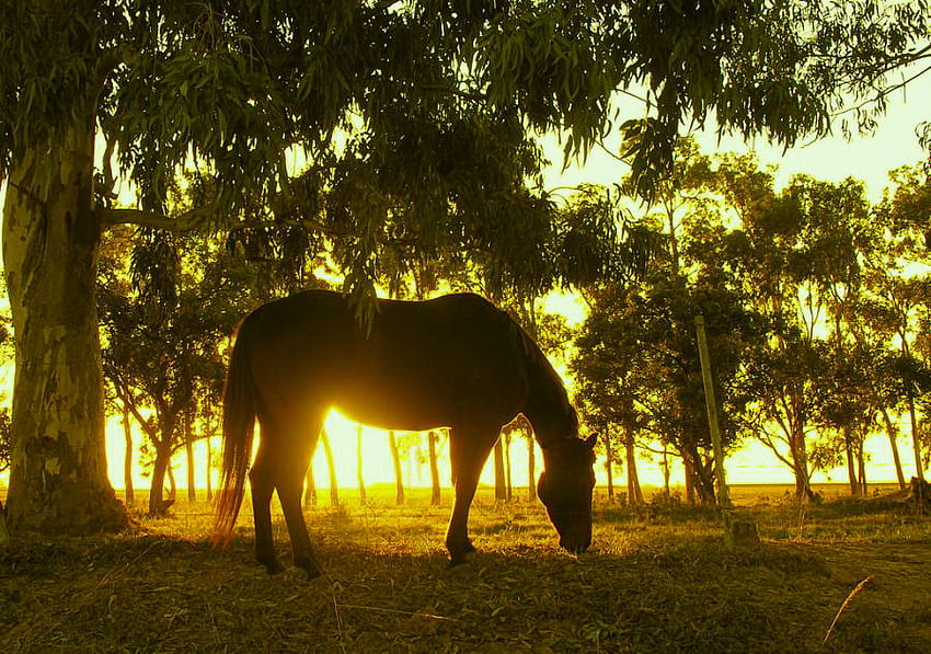Fin des jours paisibles, cheval, soleil doré, arbres, coucher de soleil, pâturage Fond d'écran HD