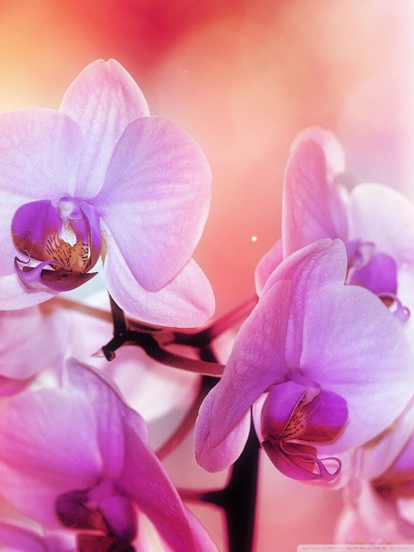 Orchid Flowers ❤ for Ultra TV • Dual HD phone wallpaper