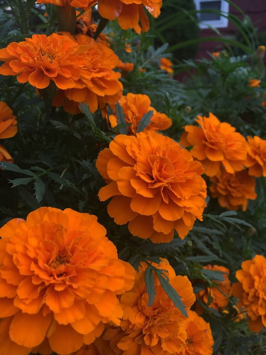 plantas são amigas às vezes comida: “mais malmequeres”. Estética flor, laranja, estética laranja Papel de parede de celular HD