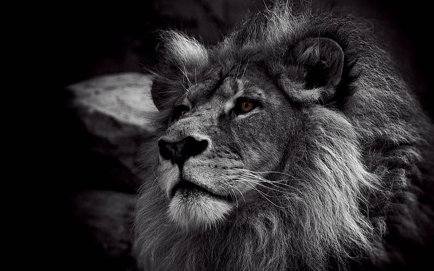 lion 48 - Gr8 . Lion , Black and white lion, Lion graphy, Grey Lion HD wallpaper