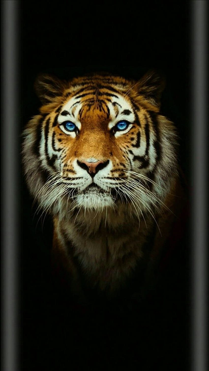 Tiger 3D dla iPhone'a na panoramiczny ekran Tapeta na telefon HD