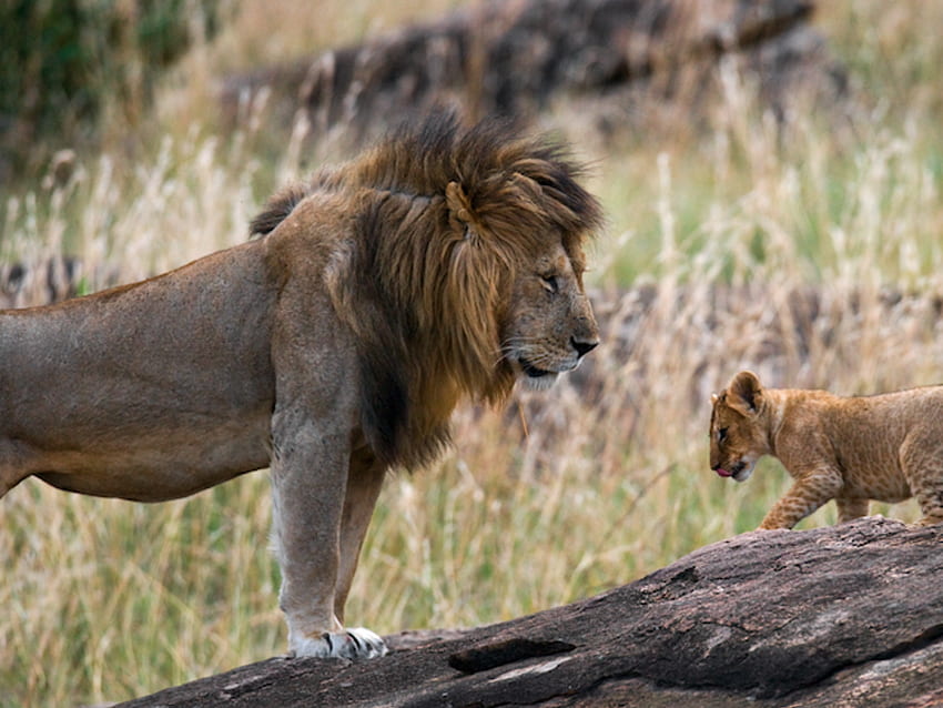 Mało znane fakty na temat zwierząt z „wielkiej piątki” Afryki Tapeta HD