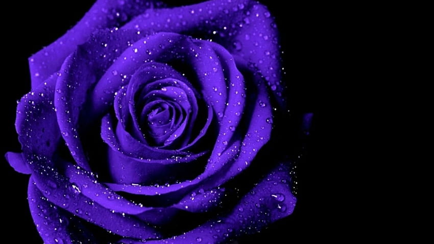 Schwarze Rose und Veilchen. Tätowierungen. Lila Rosen HD-Hintergrundbild