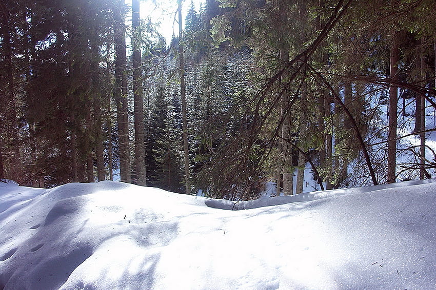 Зима, Природа, Дървета, Планини, Сняг, Преспи, Румъния HD тапет
