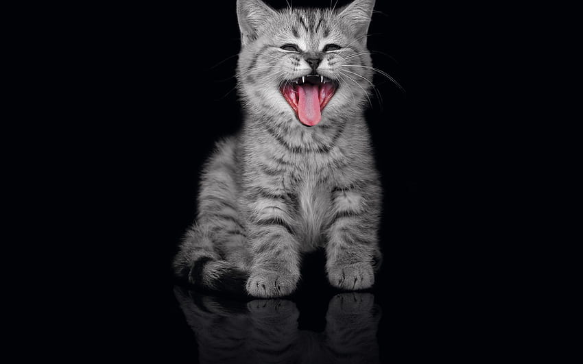 動物, キティ, 子猫, 銃口, 暗い背景, あくび, あくびをするには 高画質の壁紙