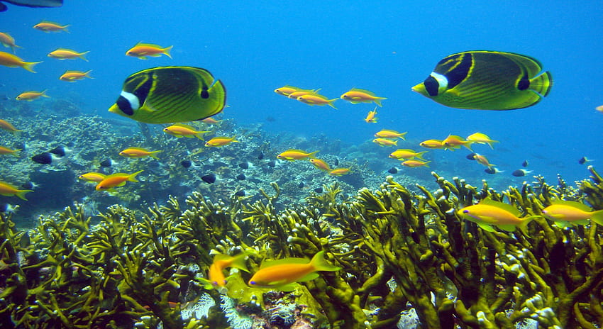 Racoon Butterflyfish, blue, butterflyfish, plants, orange, animals, green, fish, water, ocean HD wallpaper
