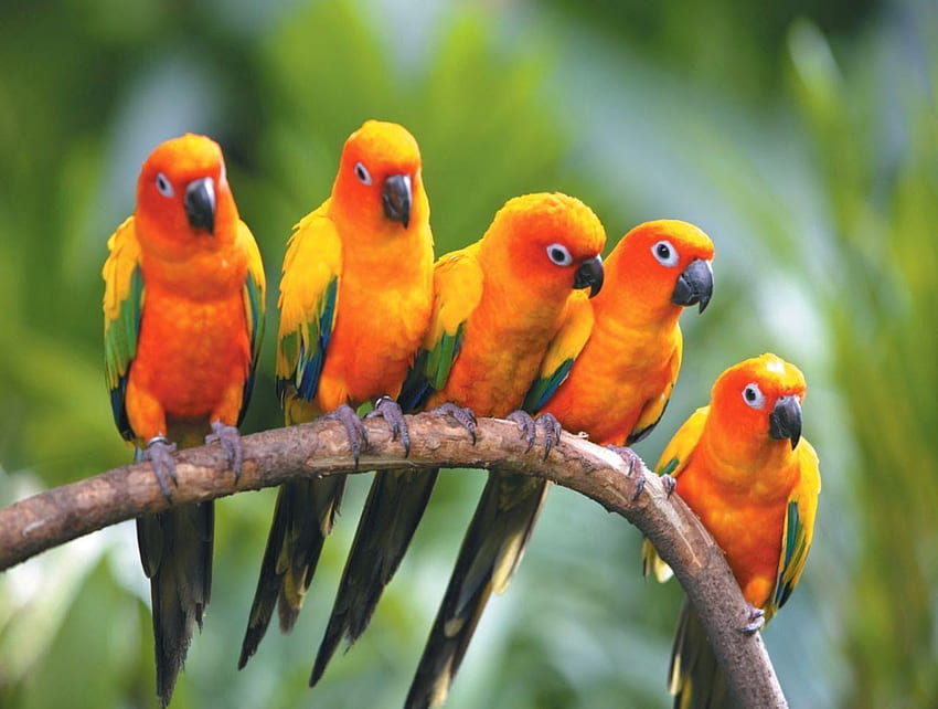 rajskie ptaki. Huisdier vogel, Kleurrijke vogels, Vogel foto's Tapeta HD