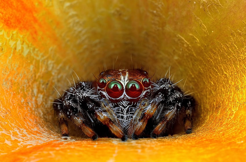 Spider, animal, creepy, insect HD wallpaper