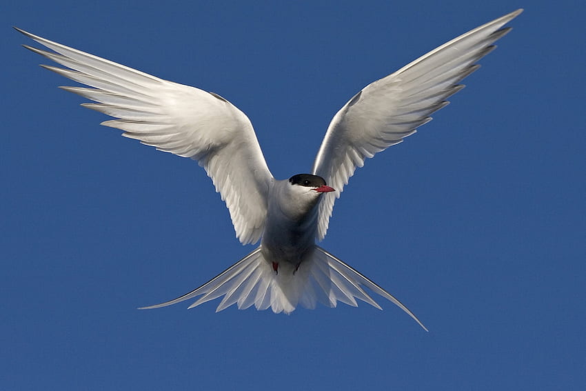 นกนางนวลอาร์กติก นกนางนวล นกทะเล วอลล์เปเปอร์ HD