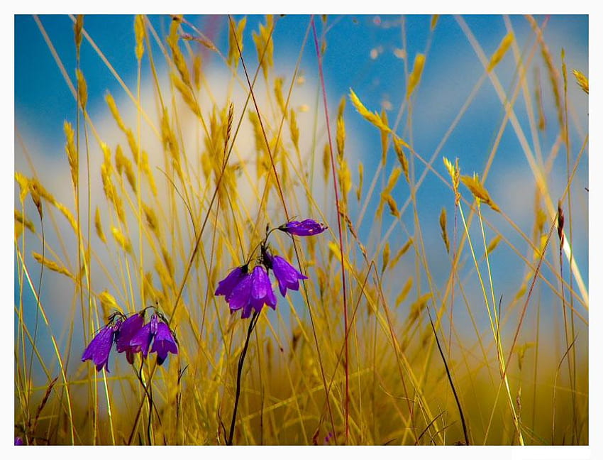 campanas, hierba amarilla, verano, seco, campo, campanas violetas fondo de pantalla