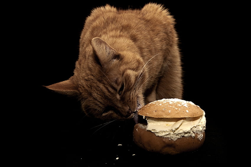 Animals, Food, Cat, Oil, Butter, Sandwich, Delicacy, Dainty HD wallpaper