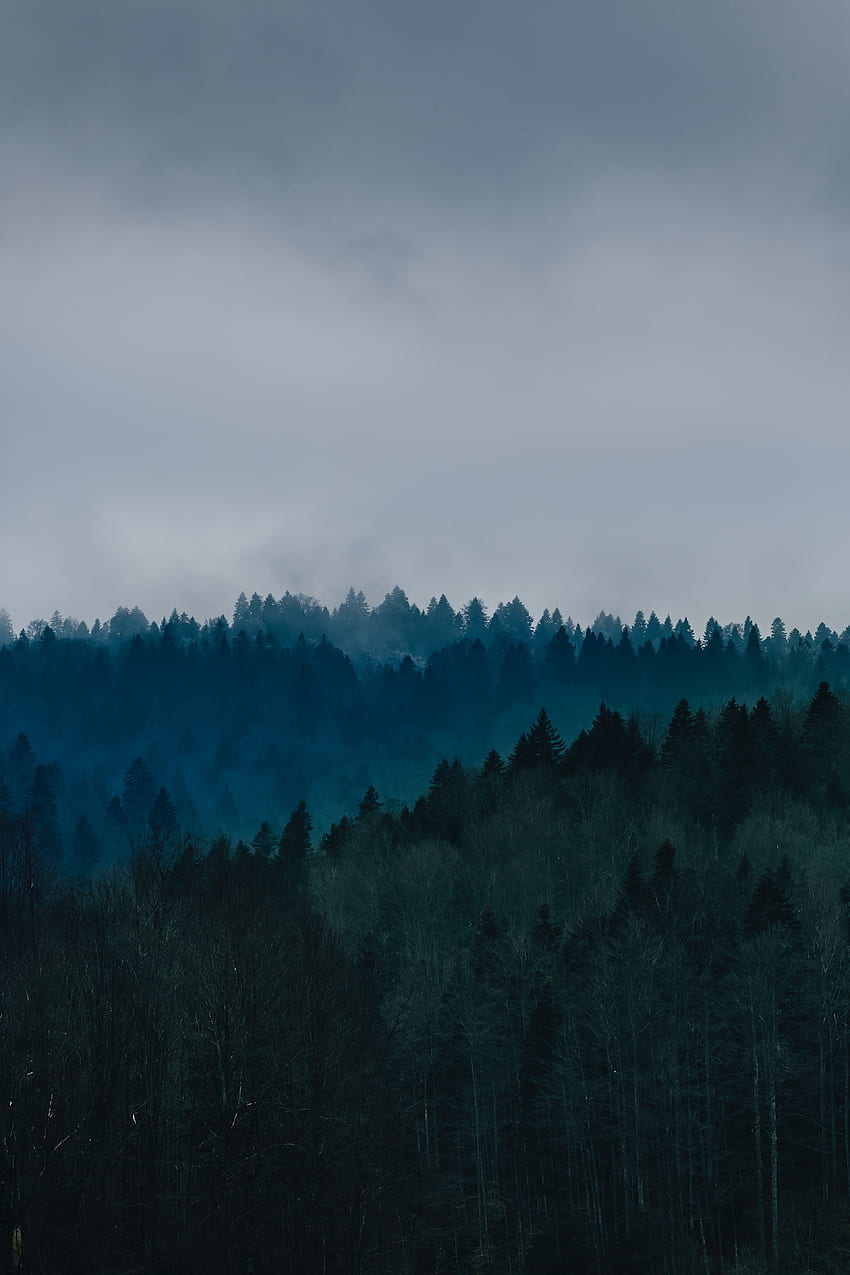 natureza, árvores, céu, vista de cima, floresta, nevoeiro Papel de parede de celular HD