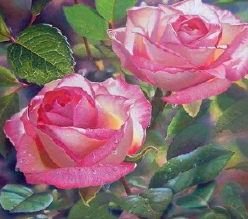 For my friend Alexandra (Alexandra 66), natural, graphy, roses, soft, natura, beautiful, beauty, pink, petals, flowers, lovely HD wallpaper