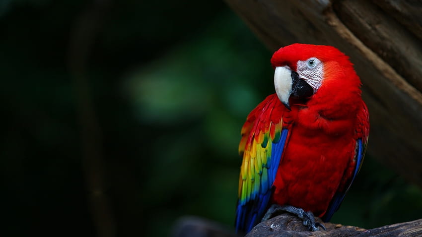 緋色のコンゴウインコ、座っている、鳥、単一、色、コンゴウインコ、美しい、緋色 高画質の壁紙